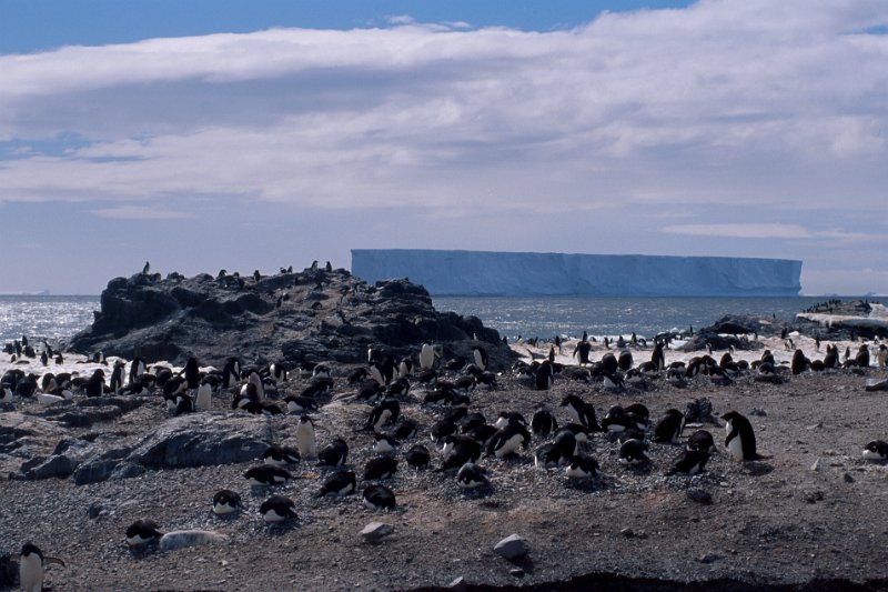 319-34.tif - brütende pinguinen, im hintergrund ein tafeleisberg