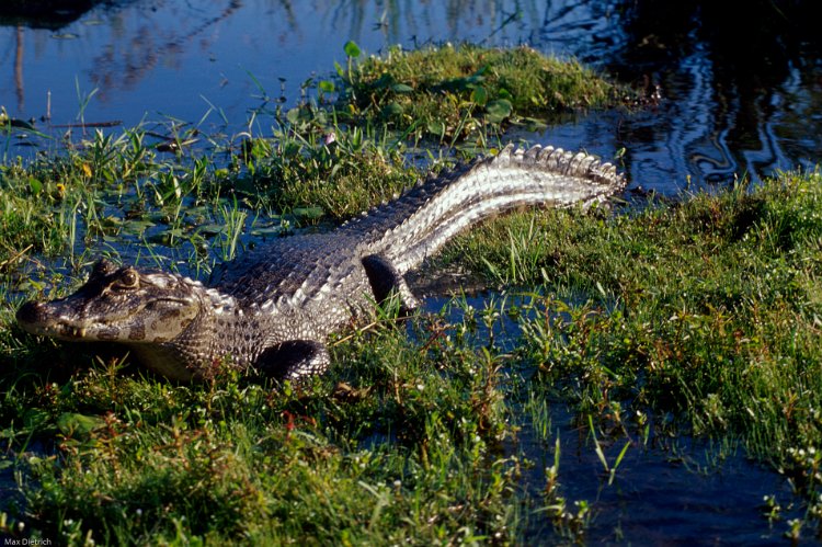 269-03.jpg - esteros del iberá, alligator