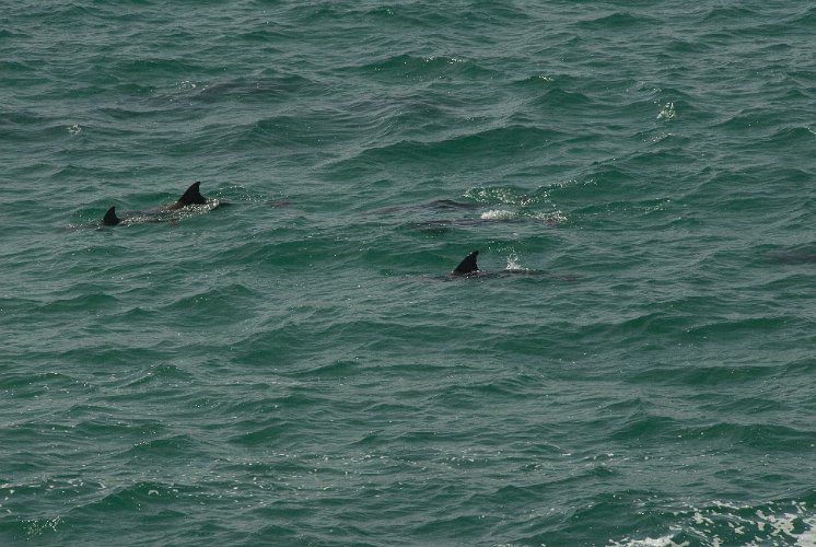 _AU20015.jpg - davor patroullieren delfine