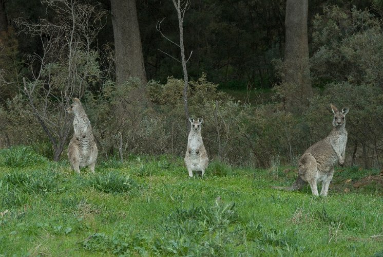 _AU20086.jpg - drei western grey kangooroos beobachten unser camp