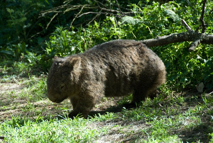 _AU20113.jpg - die wombats sind friedlich und meist nachtaktiv