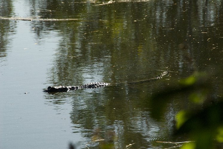 _AUS0017.jpg - süsswasser-krokodil, normalerweise harmlos