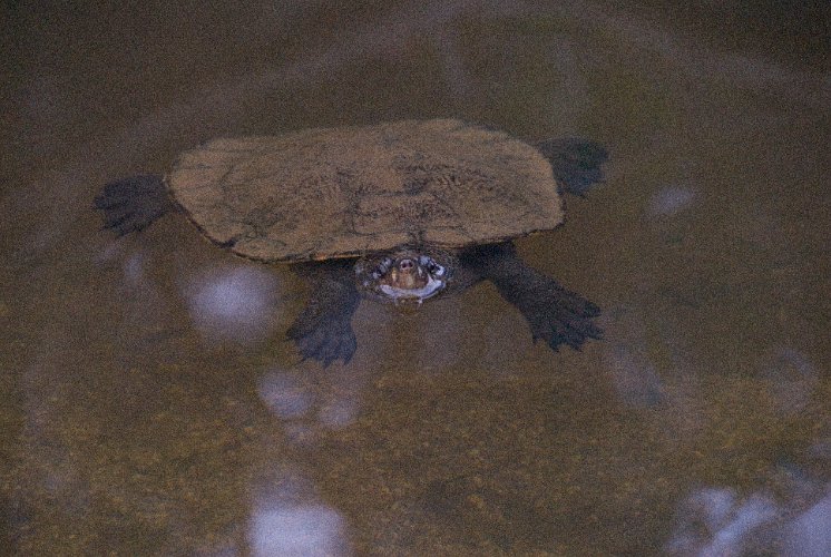 _AUS0097.jpg - es gibt mehrere arten von süsswasser-schildkröten ...