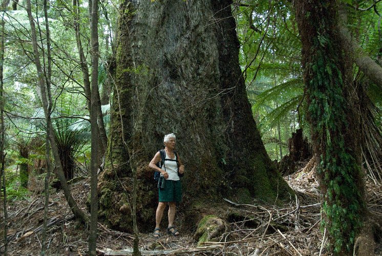_AU30021.jpg - riesige wälder bedeckten einmal ganz tasmanien, heute sind noch wenige reste verblieben