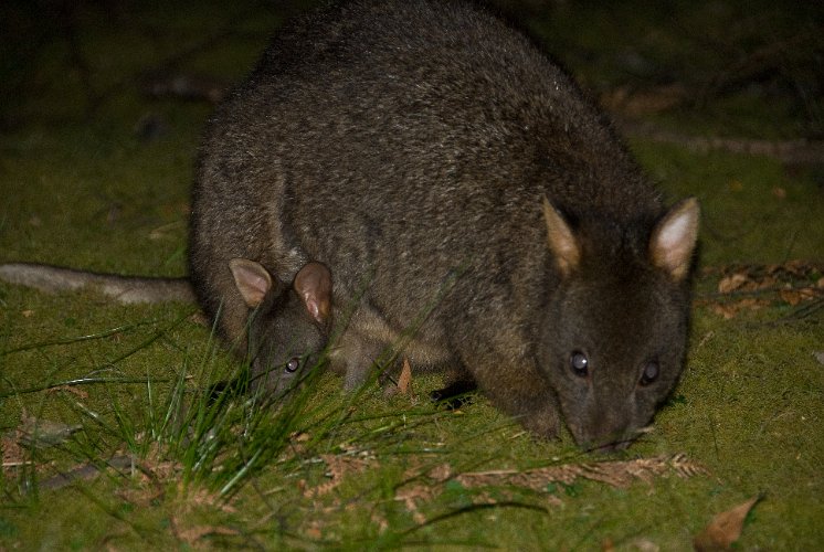_AU30025.jpg - ein pademelon mit jungem, die tasmanier nennen sie aber einfach wallaby