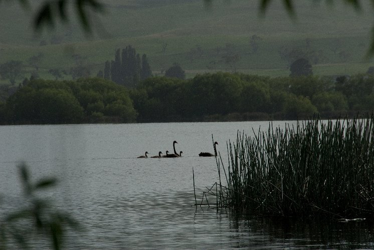 _AU30059.jpg - familie schwarzer schwäne beim meadowbank lake