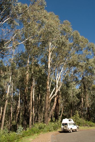 _AU30018.jpg - eukalyptus machen bonsai-bat zum zwerg