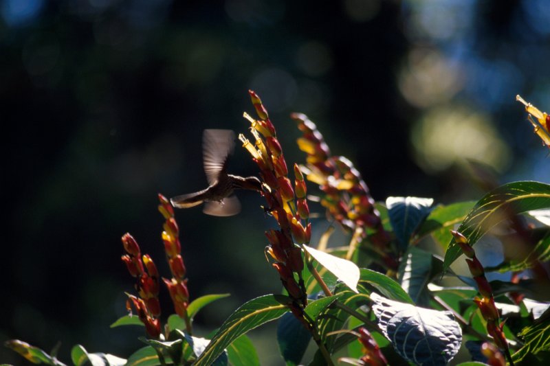 347-23.jpg - kolibri
