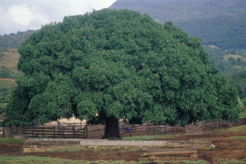 348-19.jpg - ein gewaltiger mangobaum
