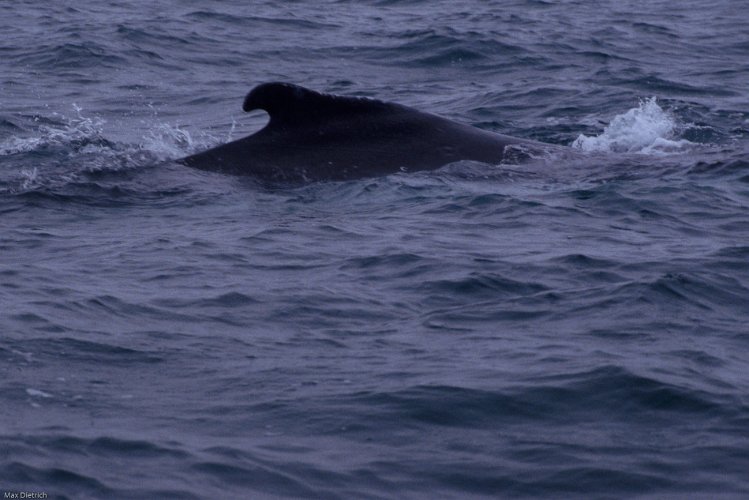 223-04.jpg - buckelwale an der küste von puerto lopez