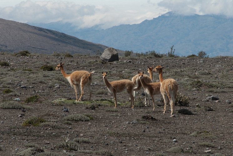 _ECU7602.jpg - vicuñas, man hat sie wieder ausgesetzt nachdem sie durch jagd ausgerottet wurden