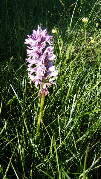 DSCF5152.jpg - Matsalu Nationalpark -    Orchidee im Schutzgebiet