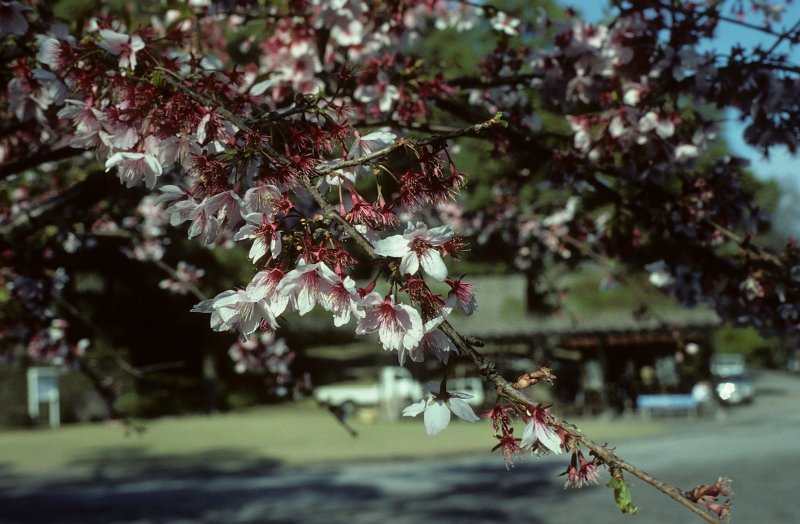 1982-0011-004-Bearbeitet.jpg - ganz japan ist berzaubert wenn die kirschen blühen