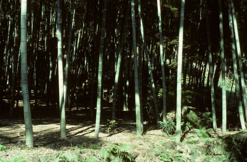 1982-0033-004-Bearbeitet.jpg - bambuswald