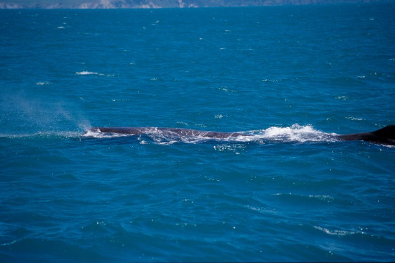 051.jpg - grauwal beim luft holen und dann ...