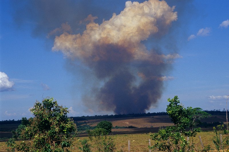 369-21.jpg - der regenwald brennt