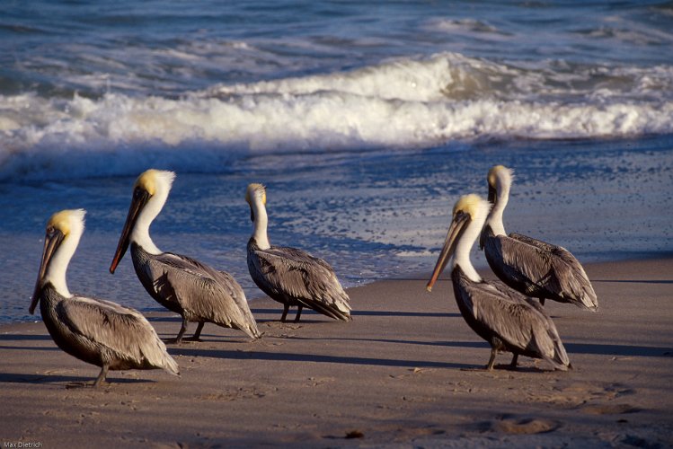 15.jpg - braune pelikane