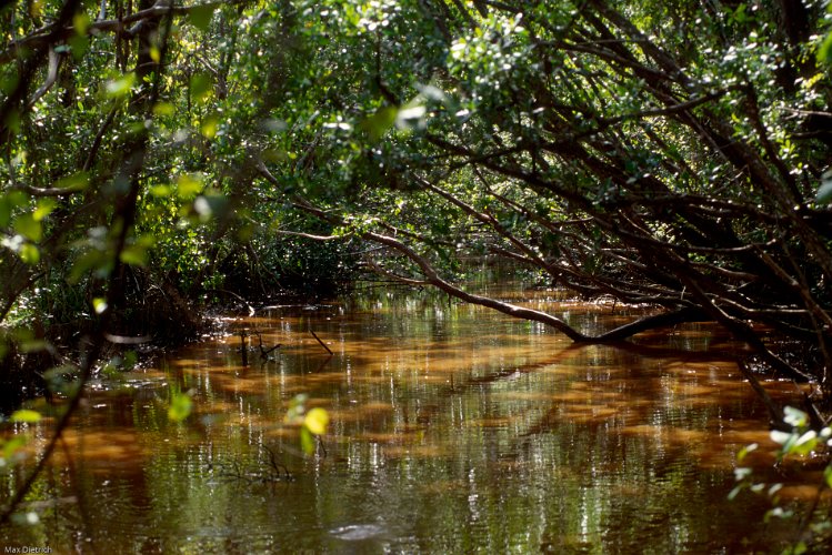 45.jpg - sumpf in florida, brutgebiet der alligatoren und moskitos