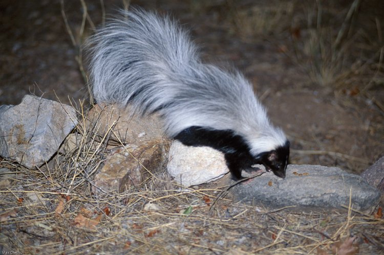 130-13.jpg - hooded skunk, stinktier