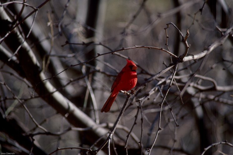 134-30.jpg - northern cardinal, kardinal