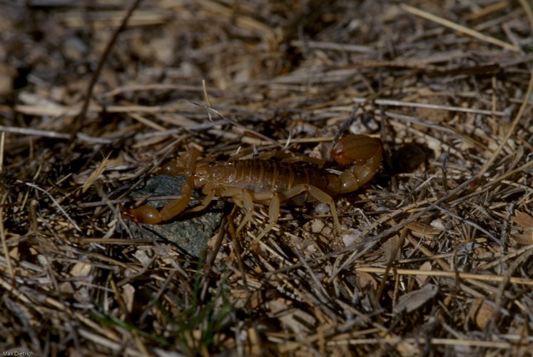 135-44.jpg - scorpion, arizona
