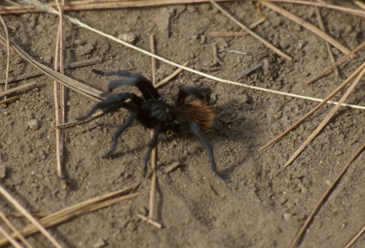 150-19.jpg - tarantula, arizona