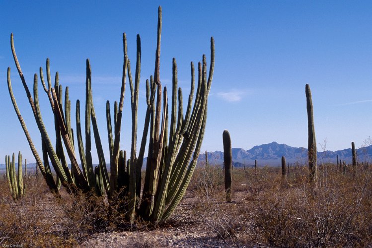 269.jpg - der kaktus, der einem nationalpark den namen gab, organ pipe