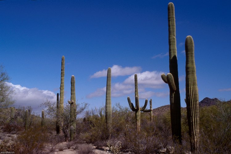 280.jpg - saguaros in arizona