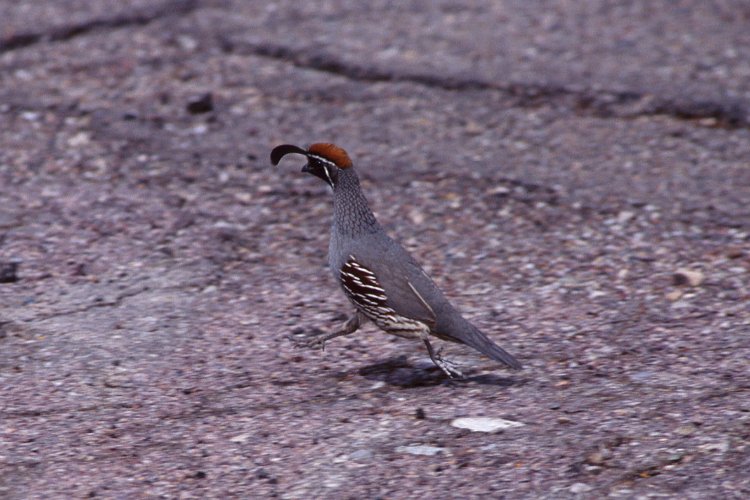 316.jpg - gambel's quail, wachtel